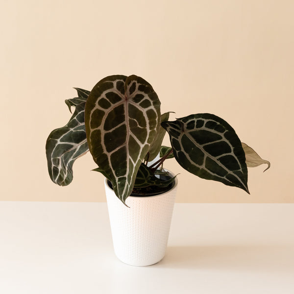 【Anthurium Doc Block Michelle】 DocBlock® Michelle™ | leafjoy®