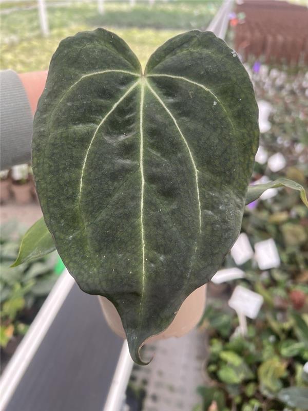 DocBlock Premier™ Black Widow™ '43' x Red Velvet Cake™ '24'