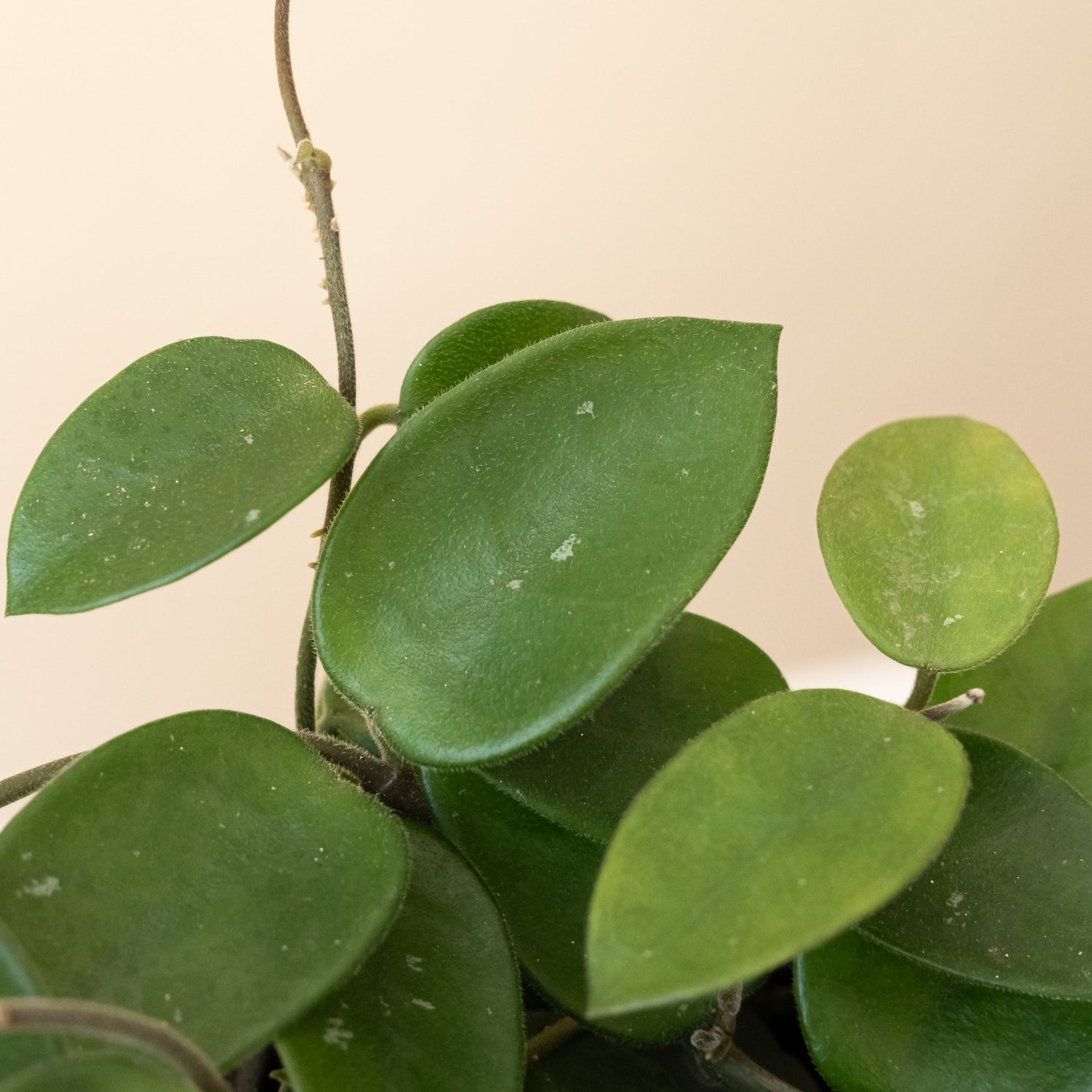 Endless Cascades® Chouke