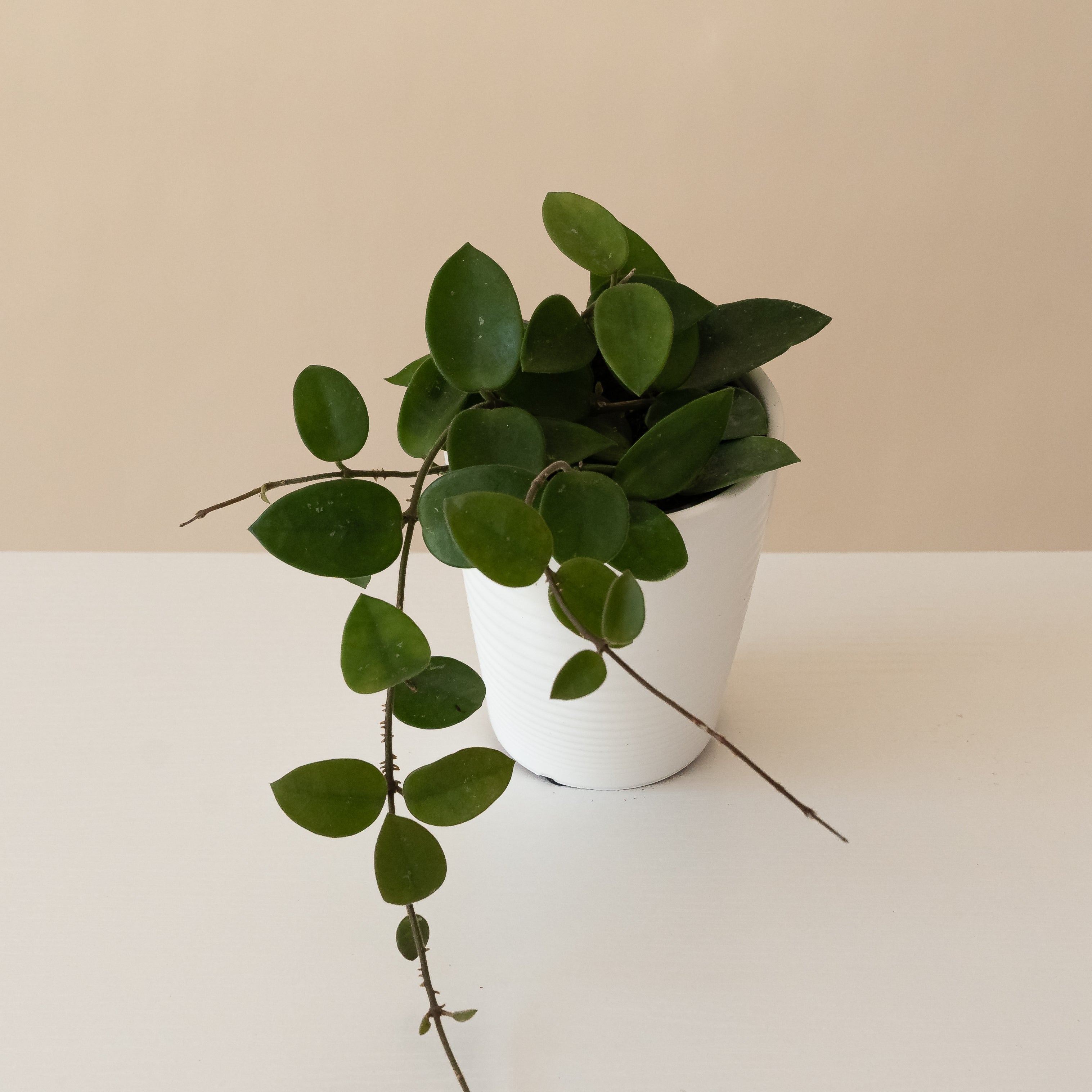 Endless Cascades® Chouke plant with lush green foliage and cascading growth