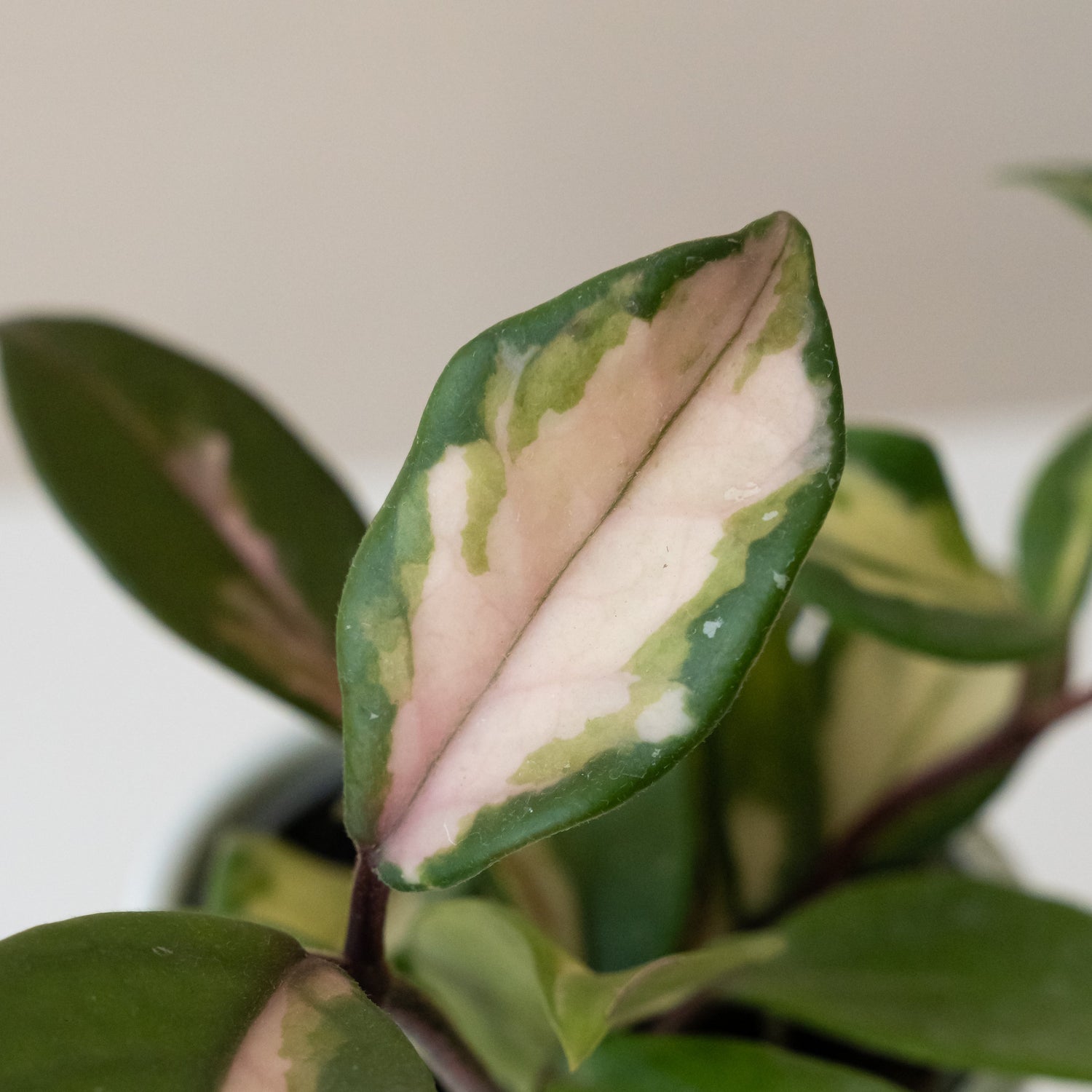 Endless Cascades® Green Light™