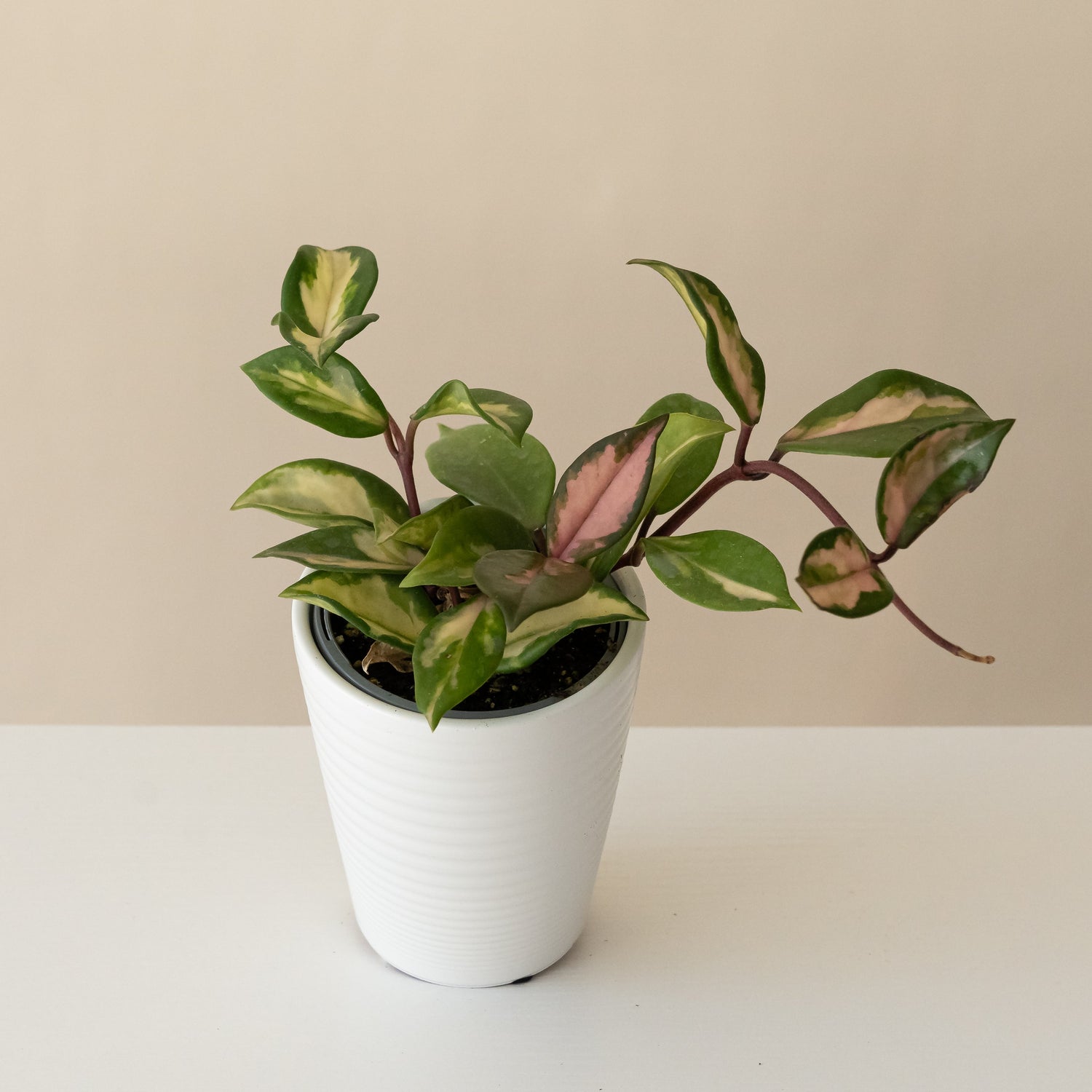 Endless Cascades® Green Light™