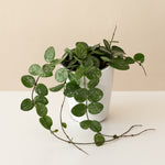 Endless Cascades Mathilde Splash plant with vibrant foliage in a pot