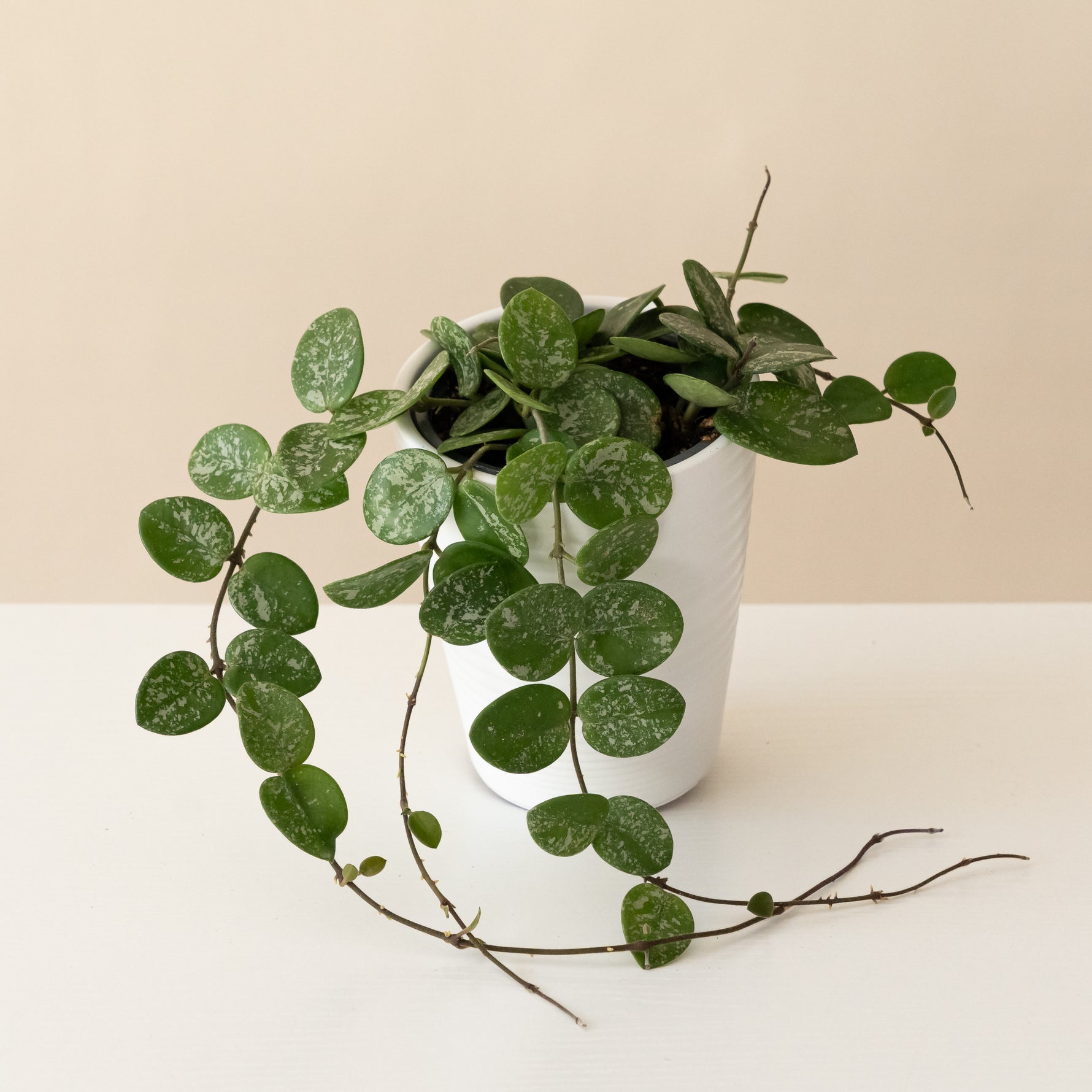Endless Cascades Mathilde Splash plant with vibrant foliage in a pot