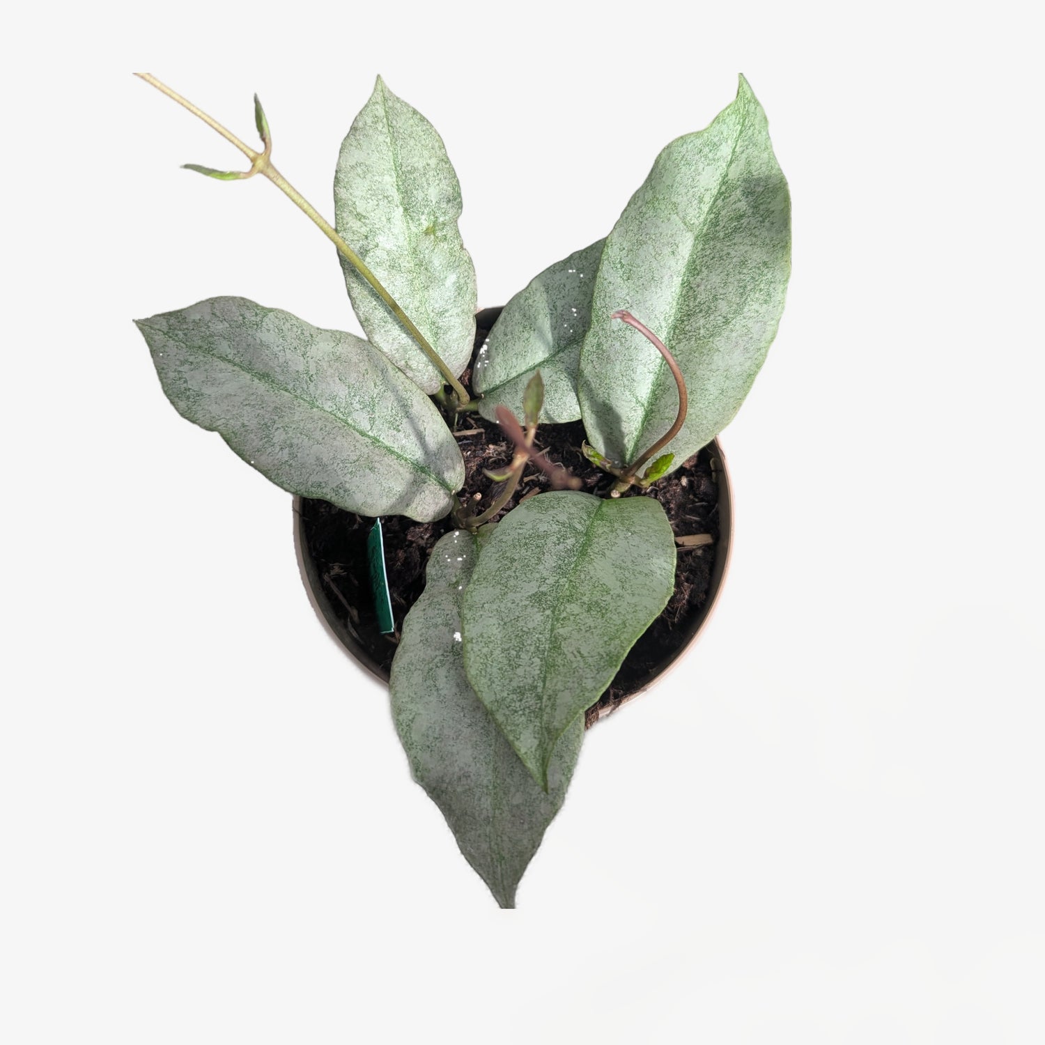 Endless Cascades Mitrata Silver, a hoya with lance-shaped leaves mottled in silver over deep green, in a 12cm pot