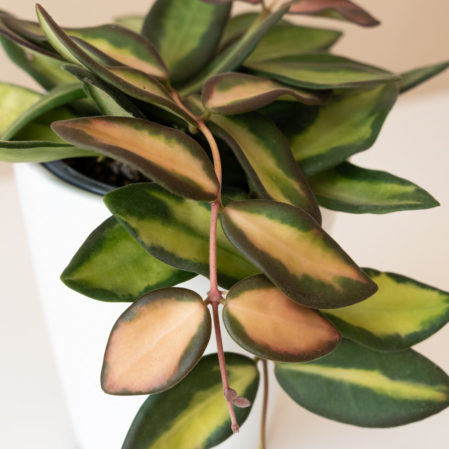 Endless Cascades® Sea Stones™