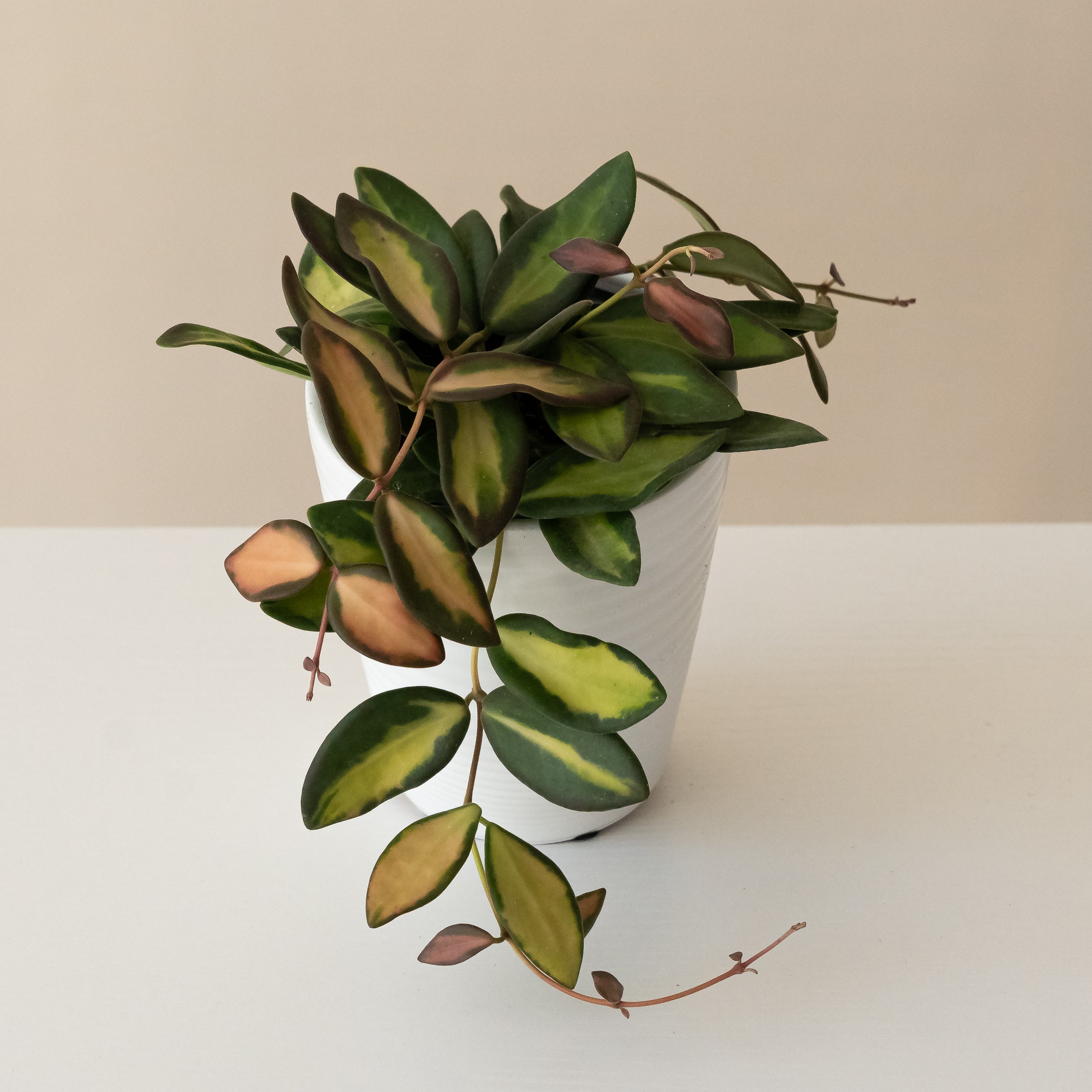 Endless Cascades® Sea Stones™