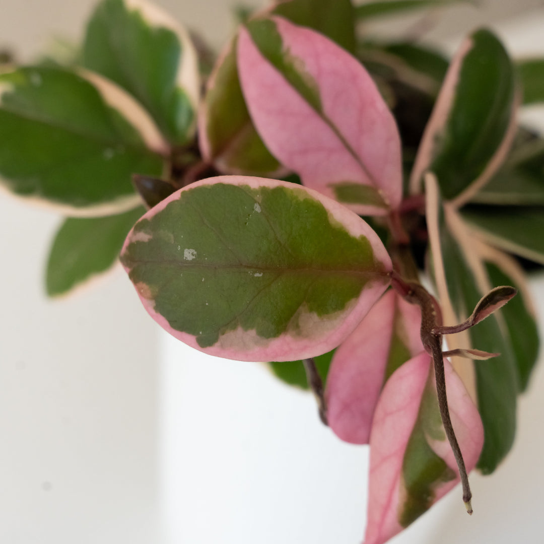 Endless Cascades® Shining Sea Star™