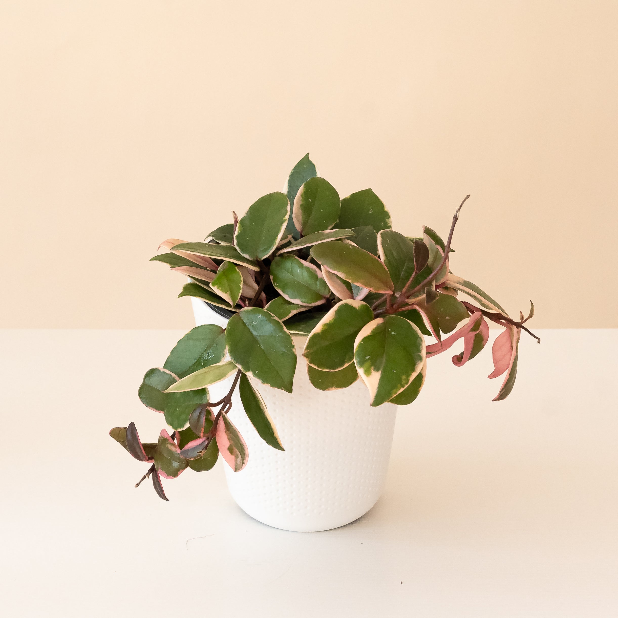 Endless Cascades® Shining Sea Star™ plant with vibrant green leaves