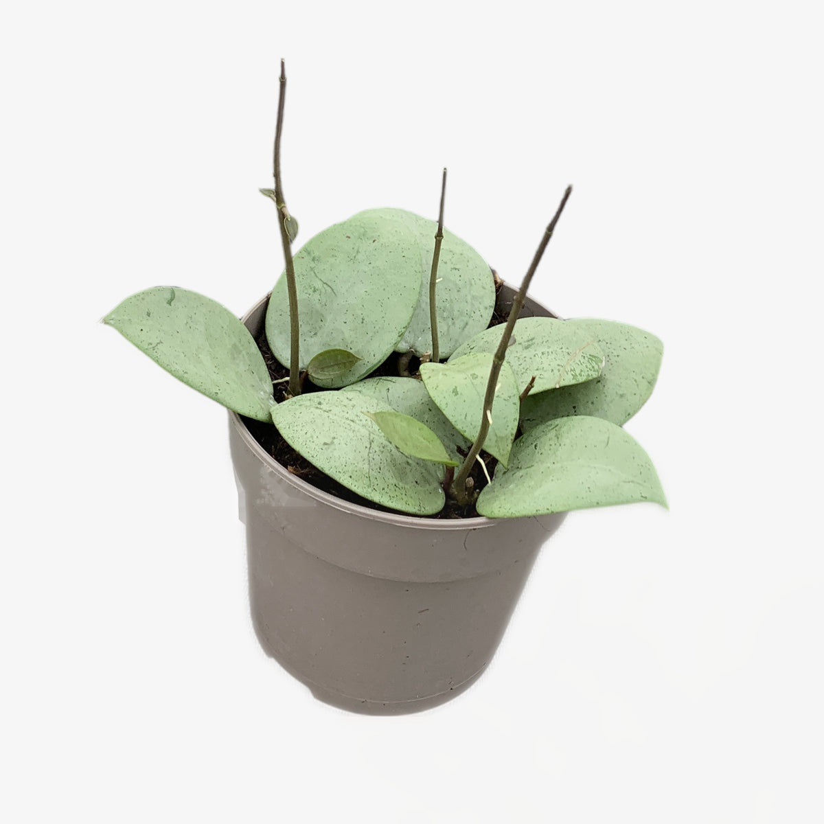 Endless Cascades® Silver Heart™ hoya in a 12cm grow pot on a white background
