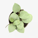 Overhead view of Endless Cascades® Silver Heart™ leaves on a white background