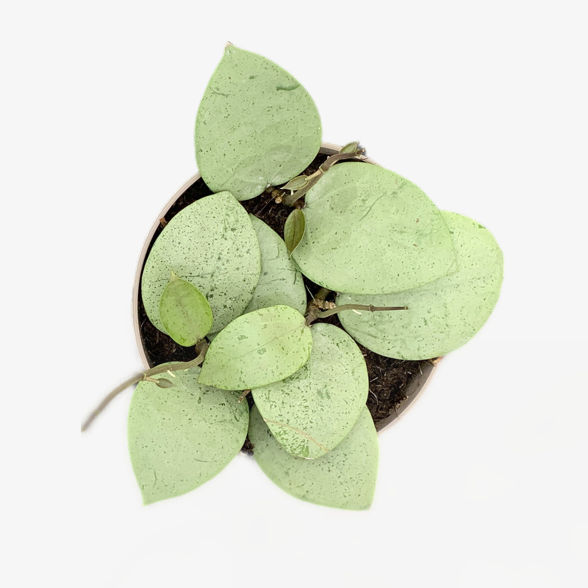 Overhead view of Endless Cascades® Silver Heart™ leaves on a white background