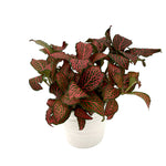 leafjoy Fittonia Network News Breaking News 9cm in a white ceramic, angled view