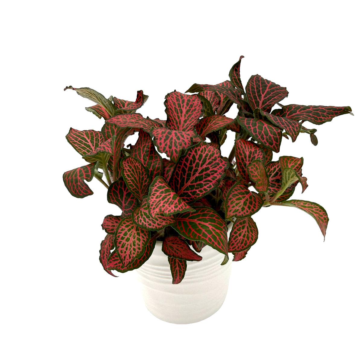 leafjoy Fittonia Network News Breaking News 9cm in a white ceramic, angled view