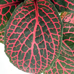 leafjoy Fittonia Network News Breaking News 9cm in a white ceramic, close-up of the foliage