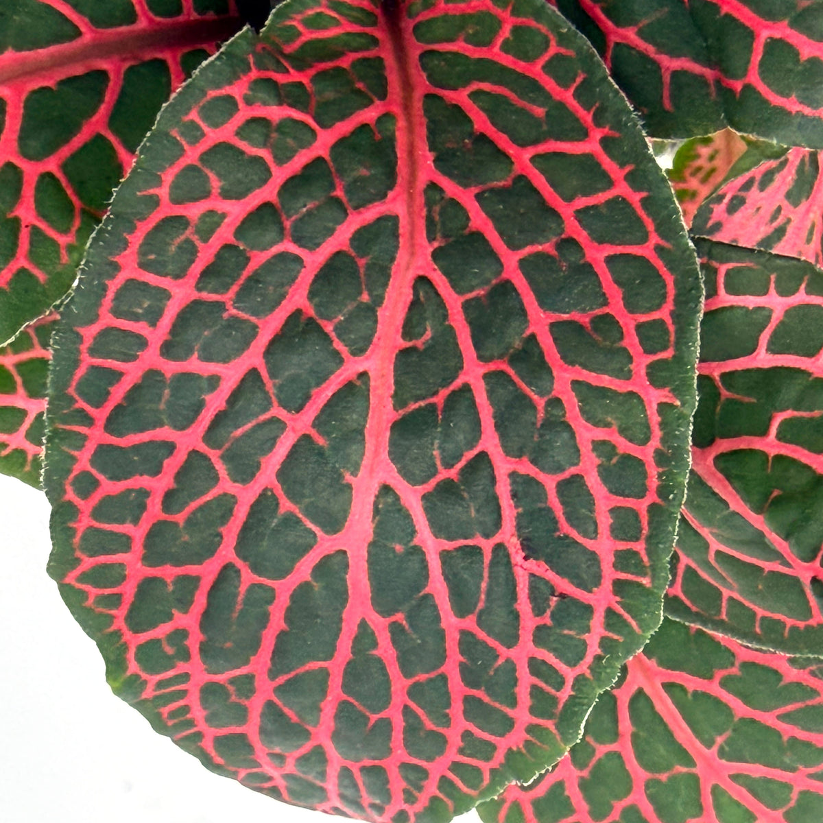 leafjoy Fittonia Network News Breaking News 9cm in a white ceramic, close-up of the foliage
