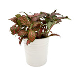 leafjoy Fittonia Network News Breaking News 9cm in a white ceramic, side view