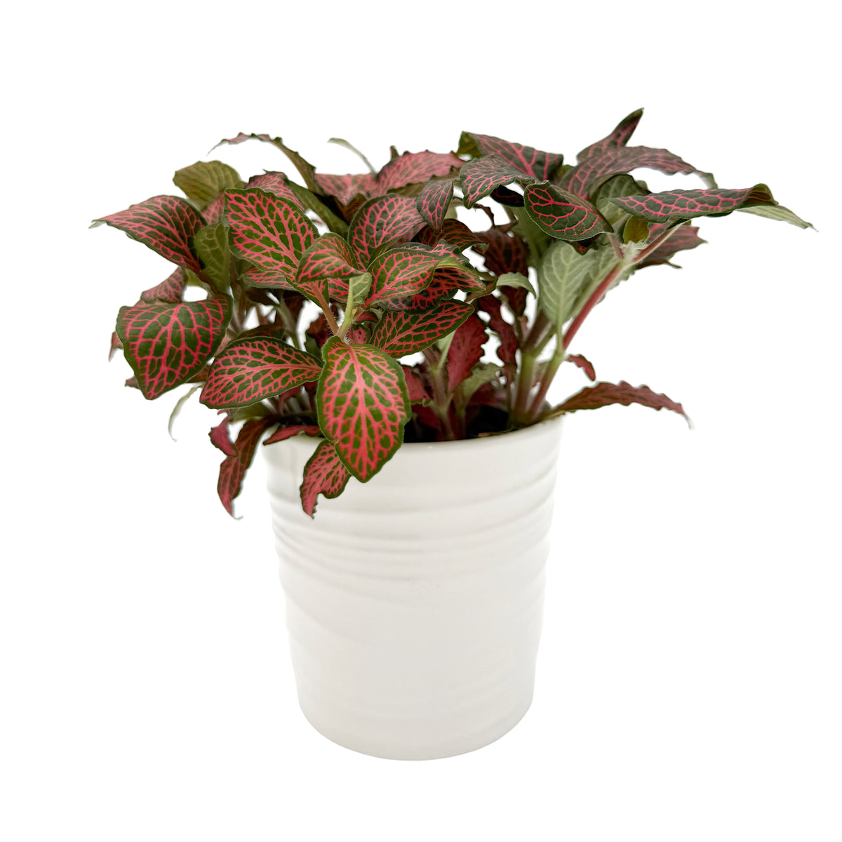 leafjoy Fittonia Network News Breaking News 9cm in a white ceramic, side view