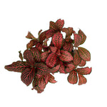 leafjoy Fittonia Network News Breaking News 9cm in a white ceramic, top view