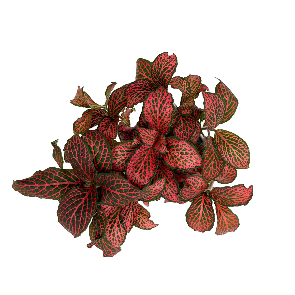 leafjoy Fittonia Network News Breaking News 9cm in a white ceramic, top view