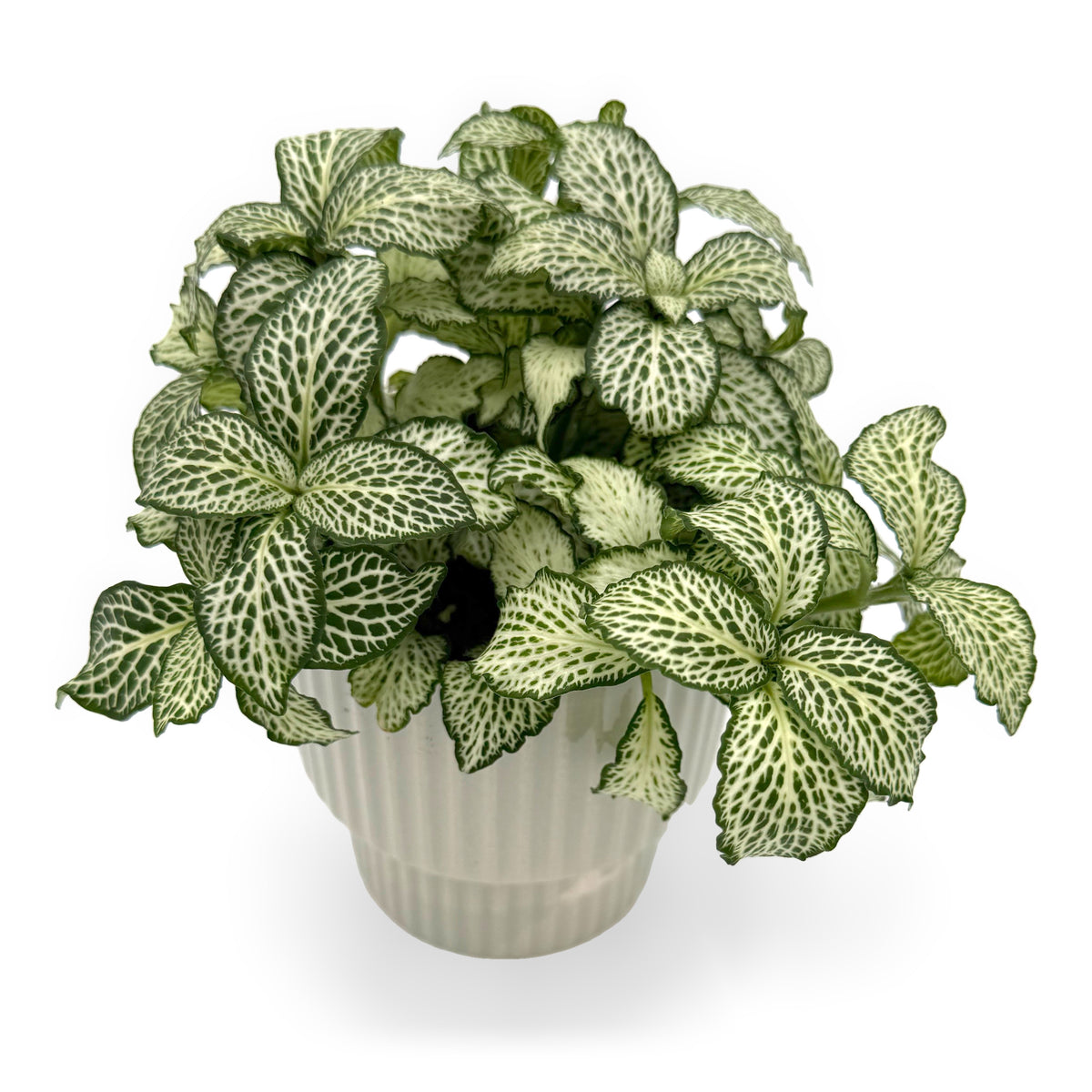 leafjoy Fittonia Network News World Views 9cm in a gray ceramic, angled view