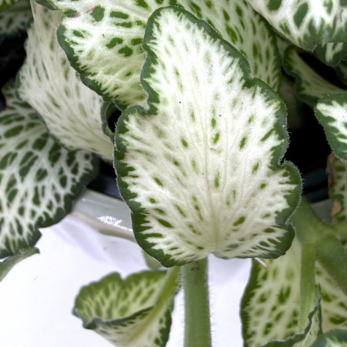 leafjoy Fittonia Network News World Views 9cm in a gray ceramic, close-up of the foliage