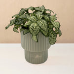 leafjoy Fittonia Network News World Views 9cm in a gray ceramic, side view
