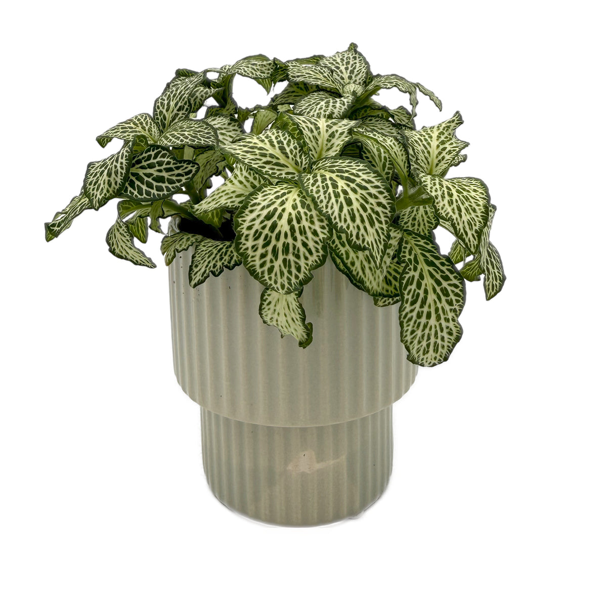 leafjoy Fittonia Network News World Views 9cm in a gray ceramic, side view