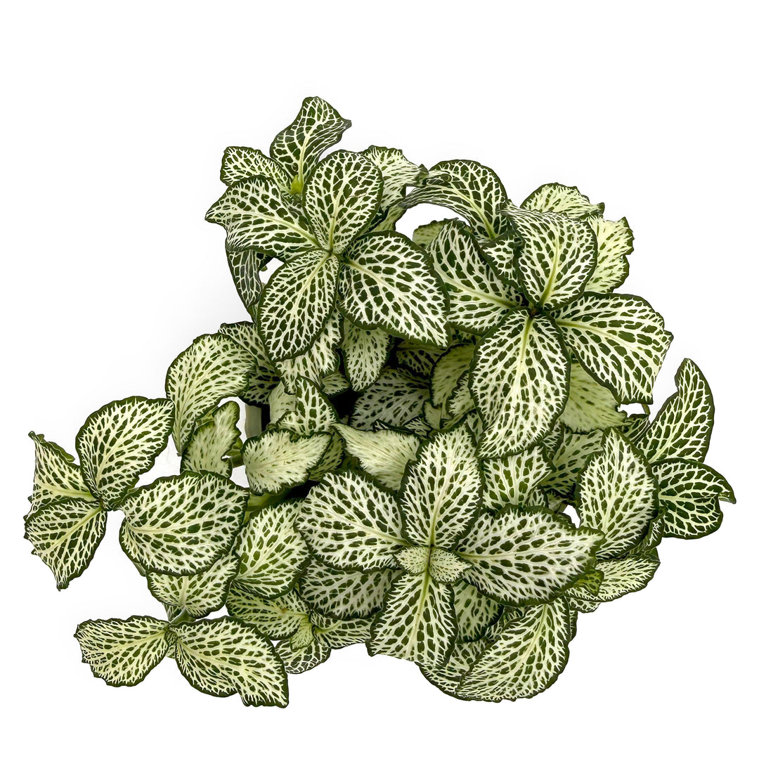 leafjoy Fittonia Network News World Views 9cm in a gray ceramic, top view