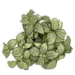 leafjoy Fittonia Network News World Views 9cm in a gray ceramic, top view