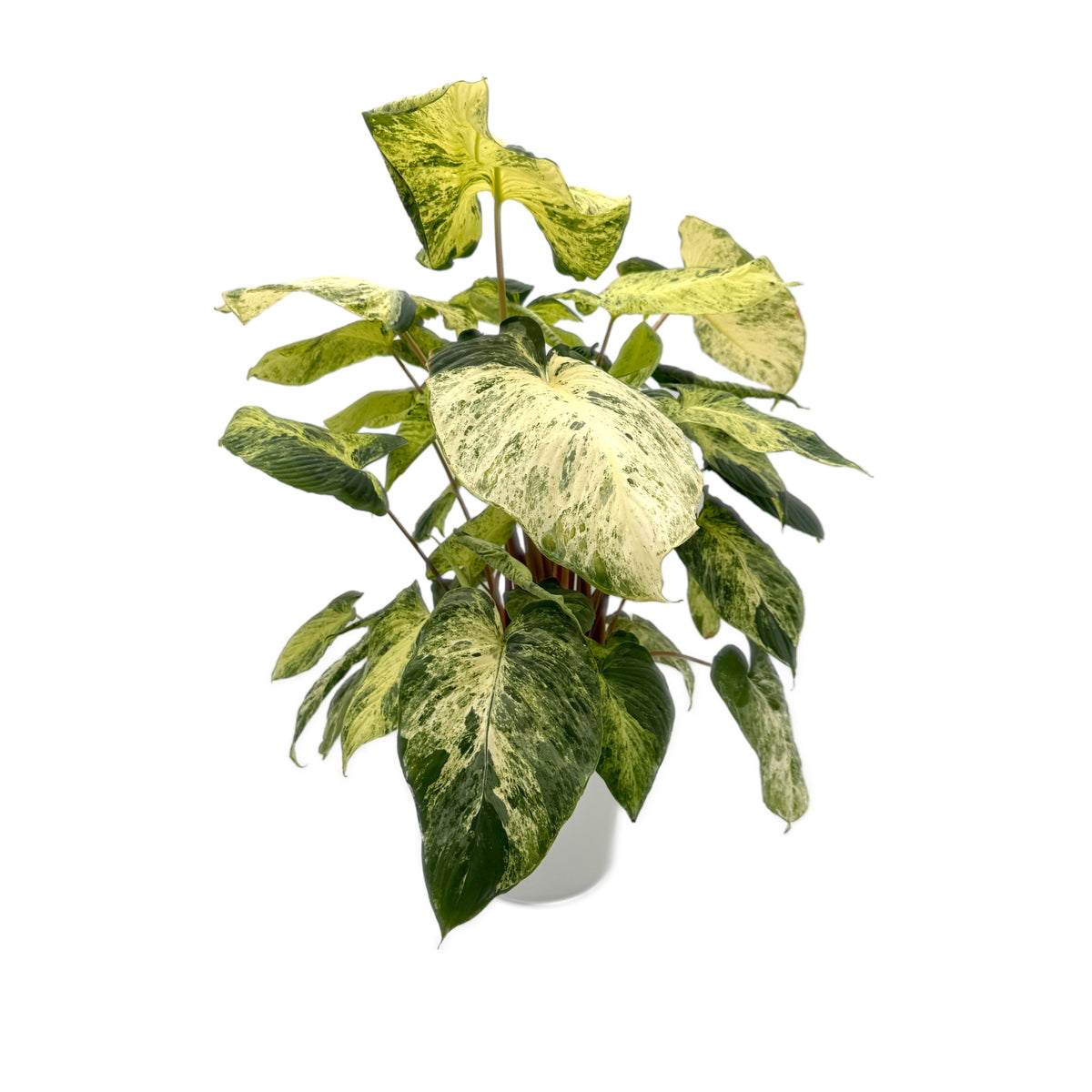 leafjoy Homalomena Red Stem Variegated 17cm in a natural fiber, side view