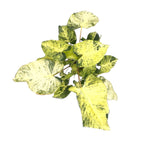 leafjoy Homalomena Red Stem Variegated 17cm in a natural fiber, top view