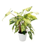 leafjoy Homalomena StyleLush Red Stem Variegated 17cm in a grow pot, side view