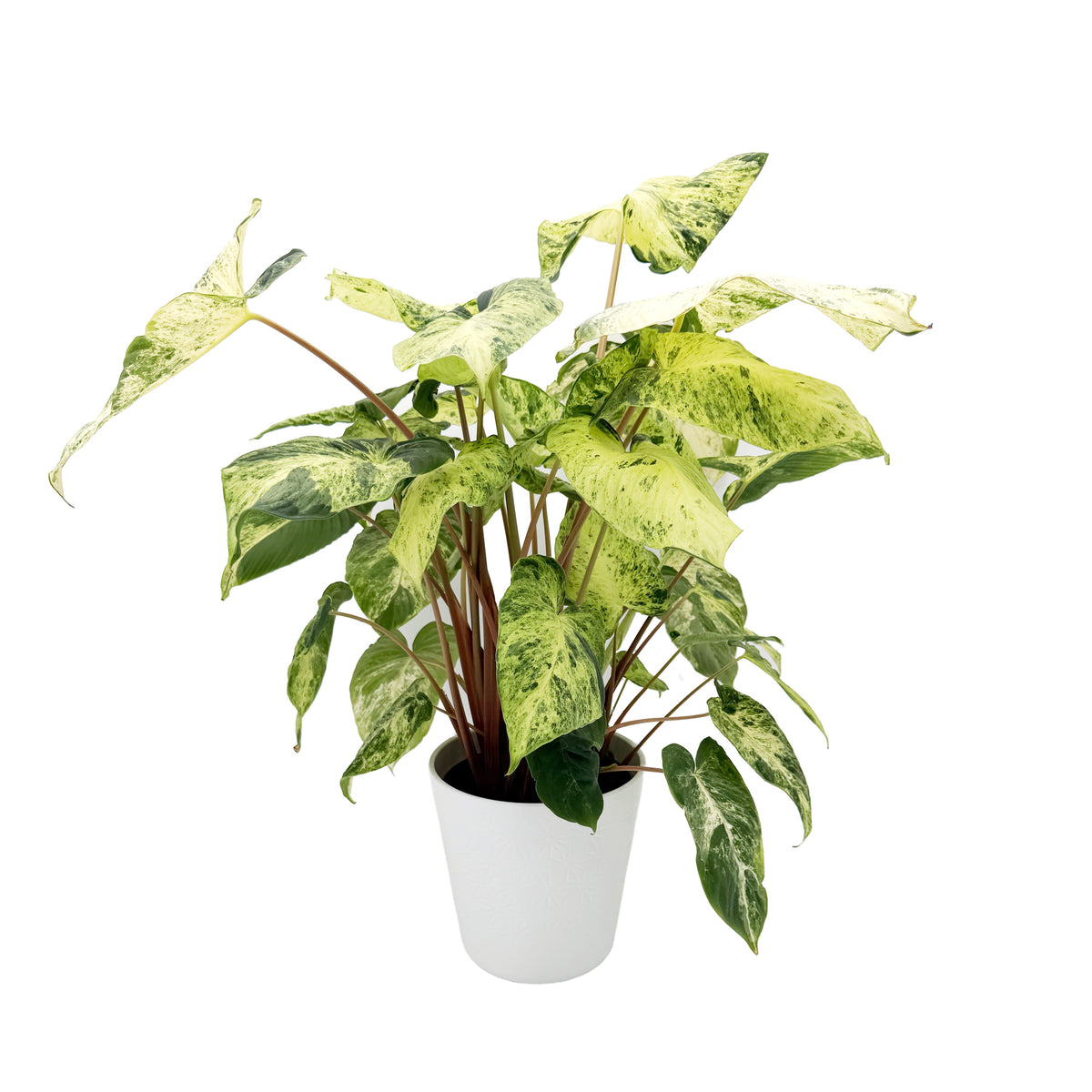 leafjoy Homalomena StyleLush Red Stem Variegated 17cm in a grow pot, side view