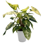 leafjoy Homalomena StyleLush Red Stem Variegated 17cm in a grow pot, side view