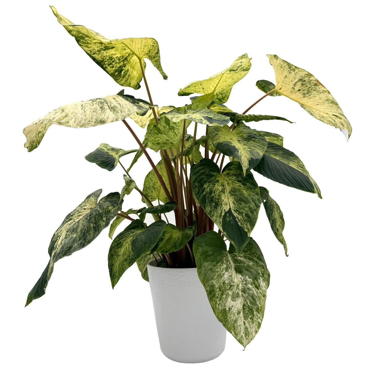 leafjoy Homalomena StyleLush Red Stem Variegated 17cm in a grow pot, side view