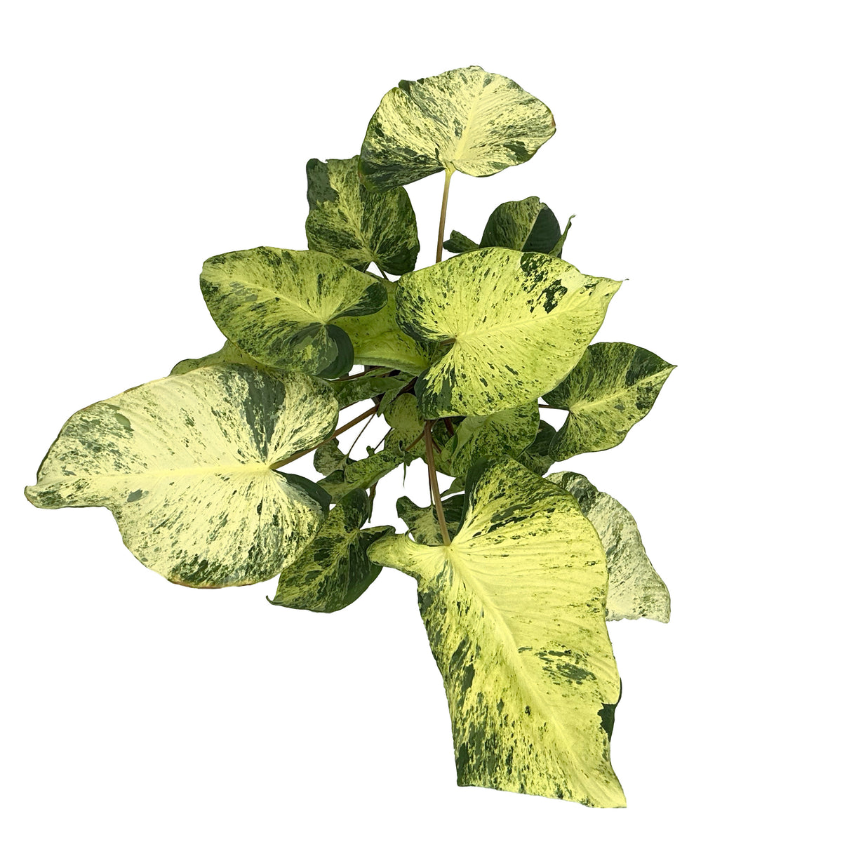 leafjoy Homalomena StyleLush Red Stem Variegated 17cm in a grow pot, top view
