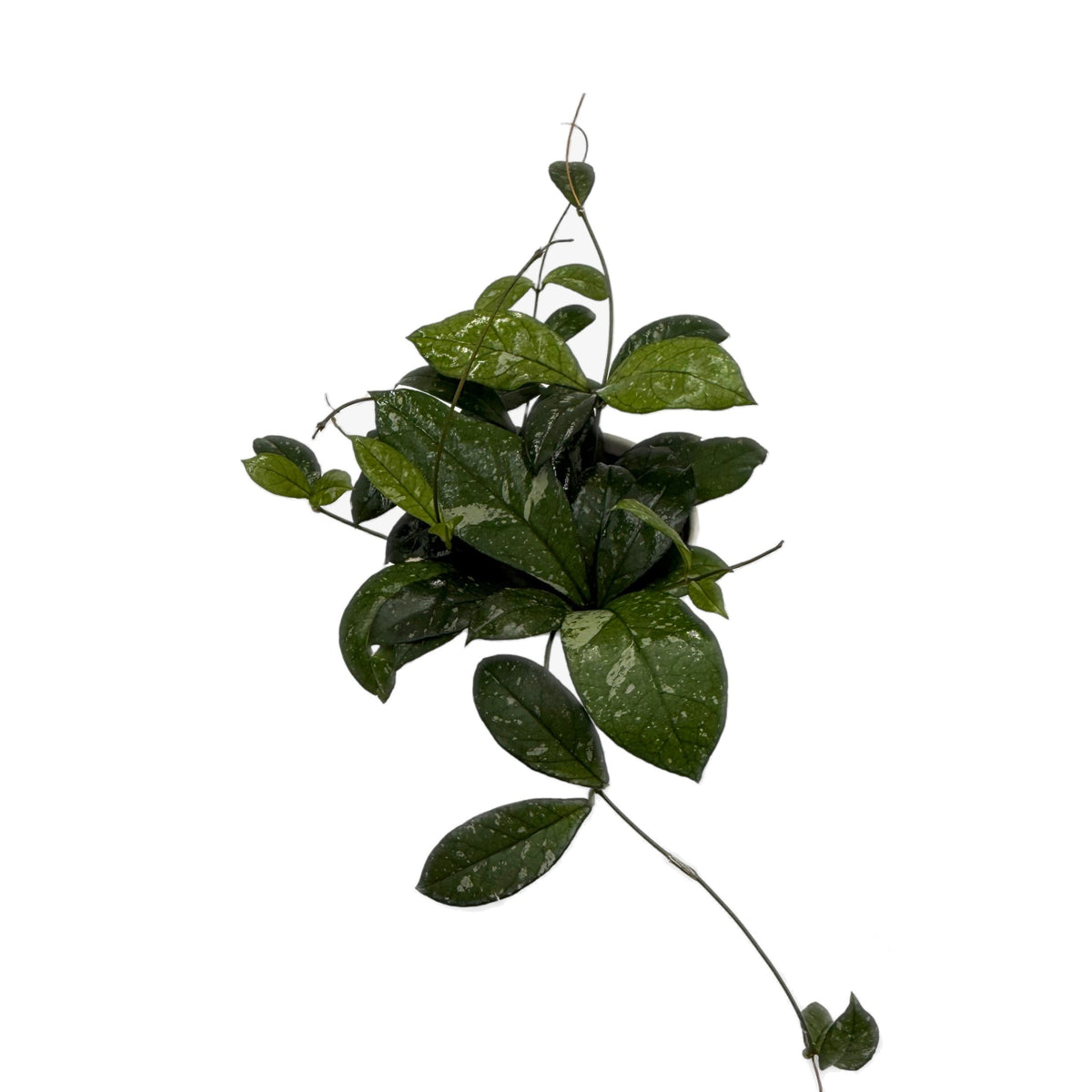leafjoy Hoya Endless Cascades Dappled Forest 12cm in a white ceramic, angled view