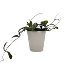 leafjoy Hoya Endless Cascades Dappled Forest 12cm in a white ceramic, side view