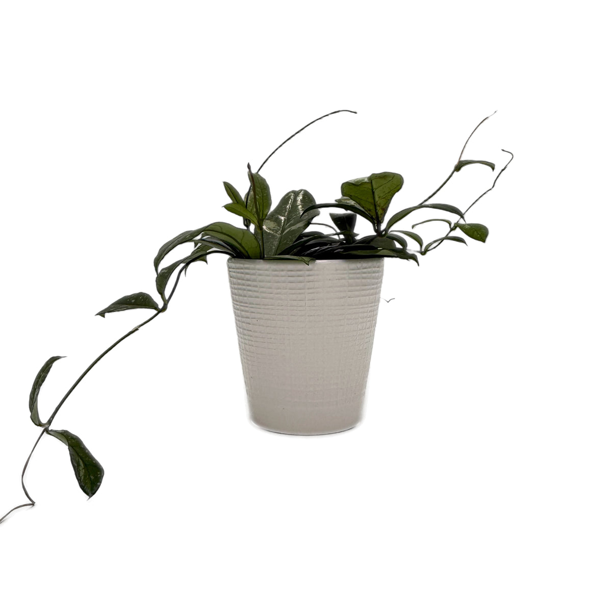 leafjoy Hoya Endless Cascades Dappled Forest 12cm in a white ceramic, side view