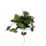 leafjoy Hoya Endless Cascades Dappled Forest 12cm in a white ceramic, top view