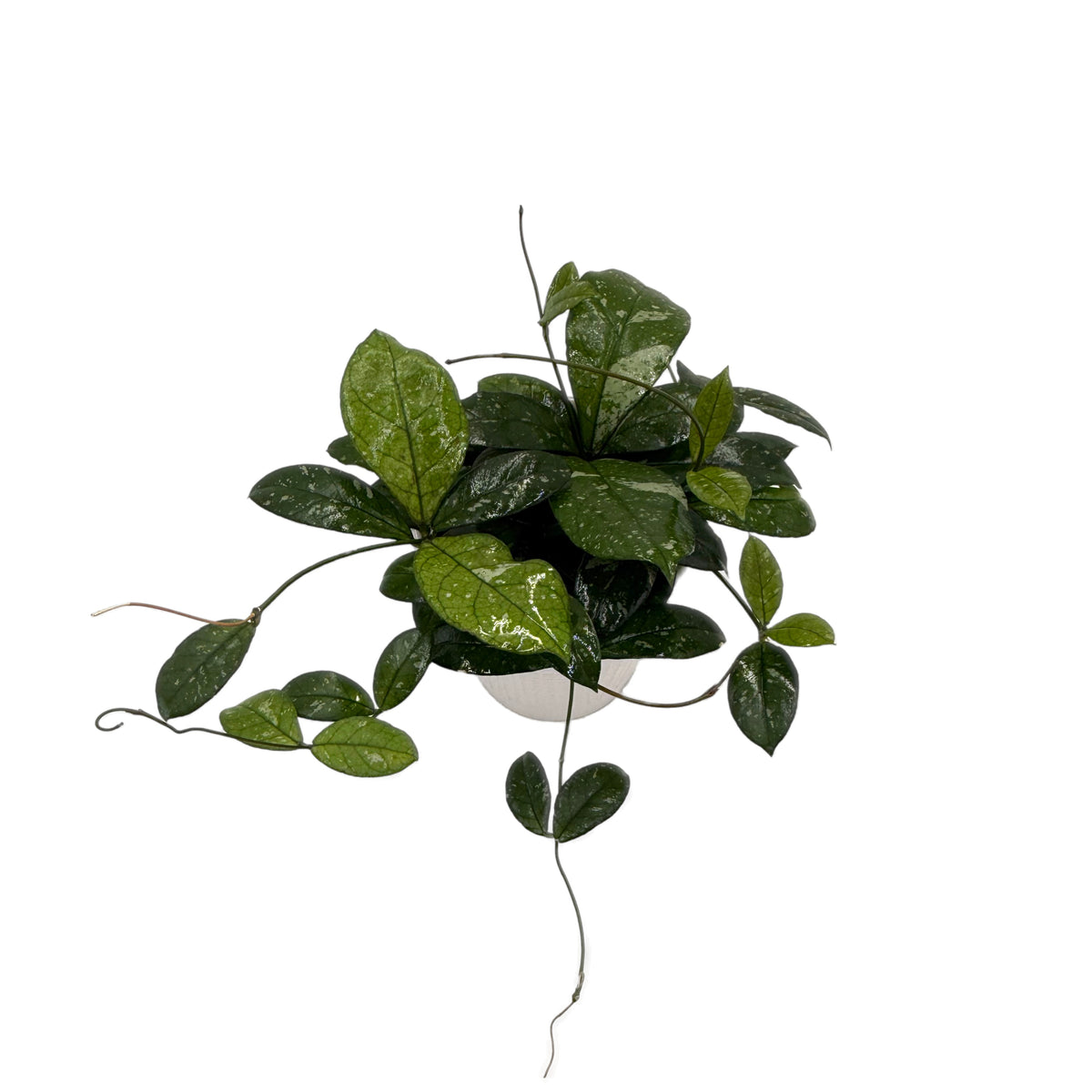 leafjoy Hoya Endless Cascades Dappled Forest 12cm in a white ceramic, top view