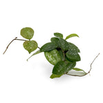 leafjoy Hoya Endless Cascades Freckled Splash 9cm in a white ceramic, angled view