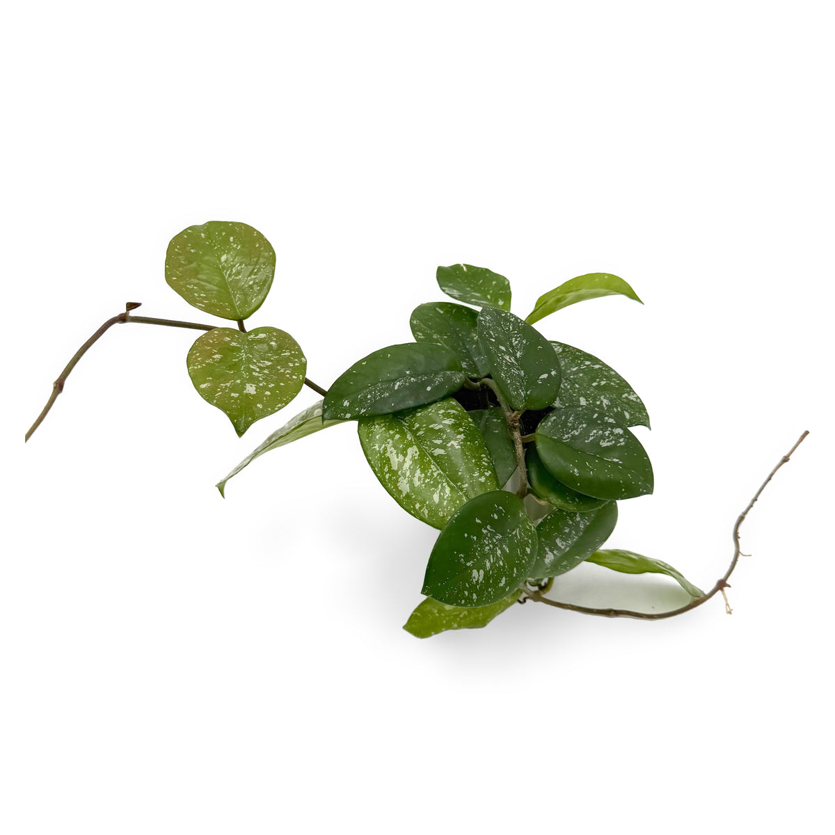 leafjoy Hoya Endless Cascades Freckled Splash 9cm in a white ceramic, angled view