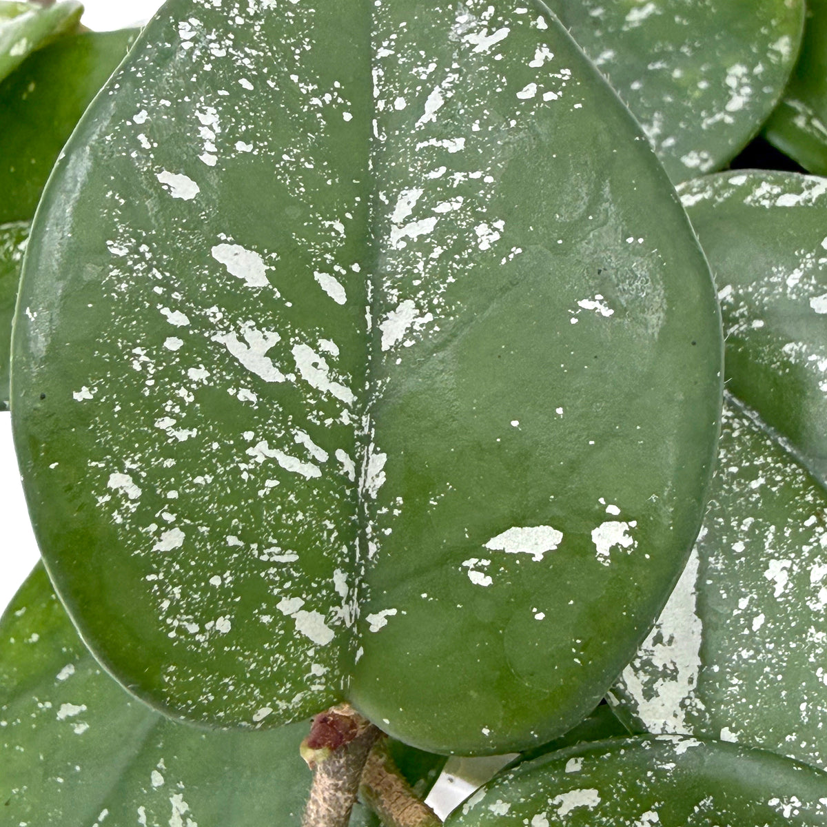 leafjoy Hoya Endless Cascades Freckled Splash 9cm in a white ceramic, close-up of the foliage