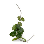 leafjoy Hoya Endless Cascades Freckled Splash 9cm in a white ceramic, side view