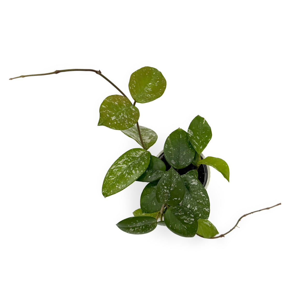 leafjoy Hoya Endless Cascades Freckled Splash 9cm in a white ceramic, top view