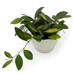leafjoy Hoya Endless Cascades Sea Stones 9cm in a gray ceramic, angled view