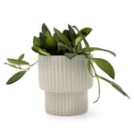leafjoy Hoya Endless Cascades Sea Stones 9cm in a gray ceramic, side view