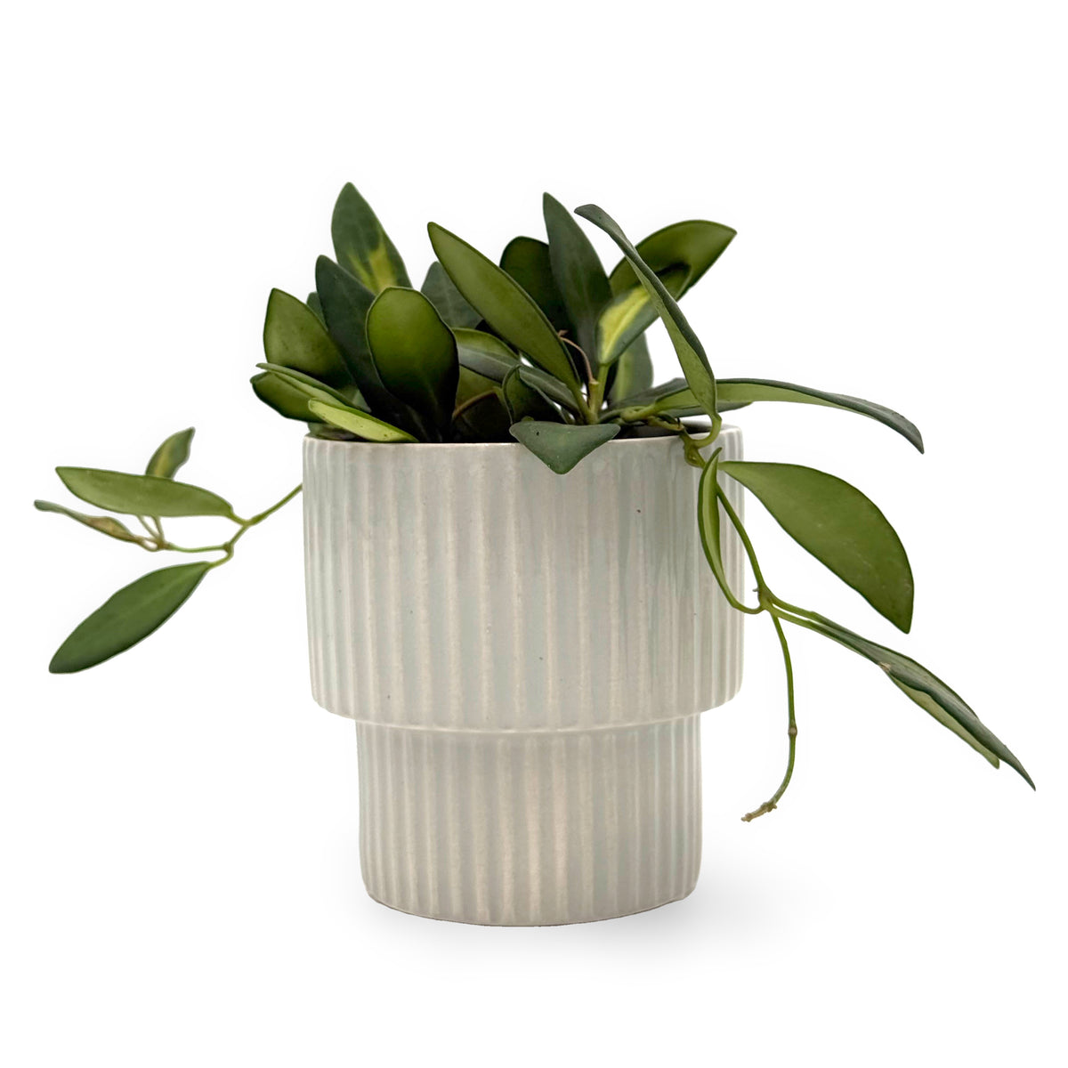leafjoy Hoya Endless Cascades Sea Stones 9cm in a gray ceramic, side view